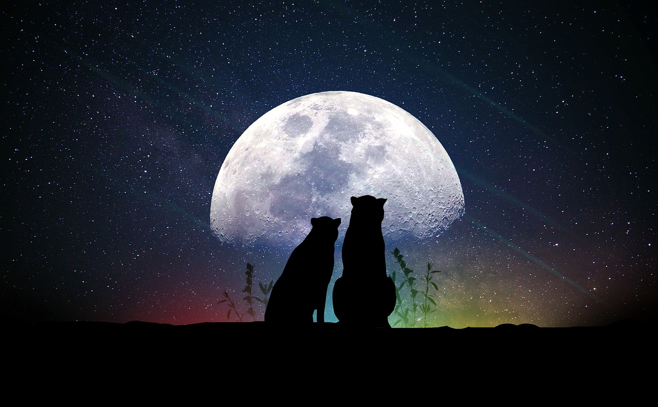广场舞的魅力，爱如星火DJMP3下载的探索